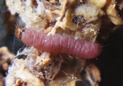 Pyroderces rileyi