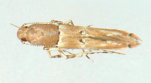 Pyroderces rileyi