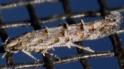 Trachydora species