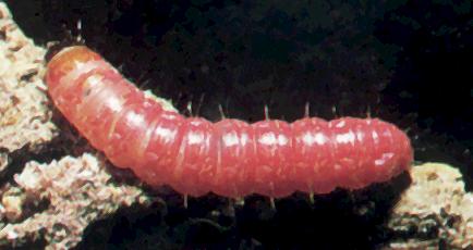 Macrocyttara expressa