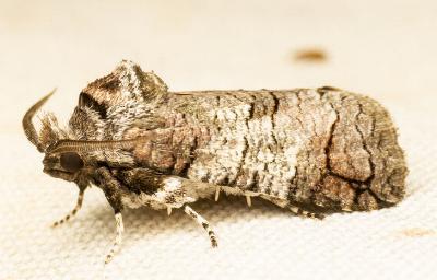 Macrocyttara expressa