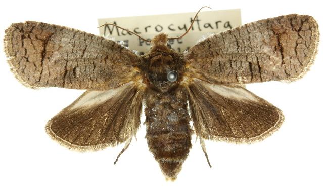 Macrocyttara expressa