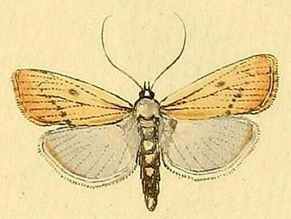 Calamotropha paludella