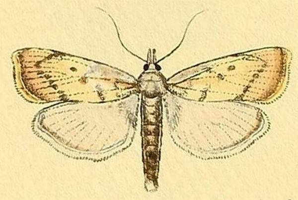 Calamotropha paludella