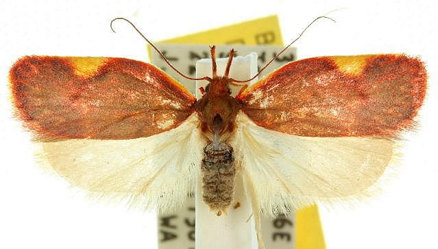 Enchocrates phaedryntis