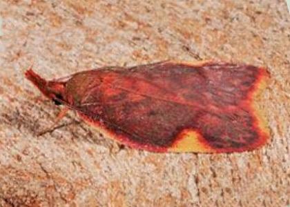 Enchocrates phaedryntis