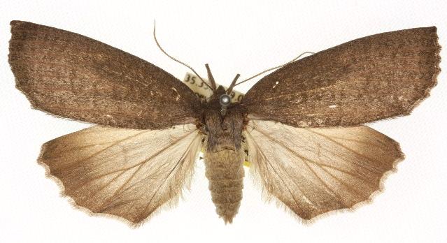 Paralaea beggaria