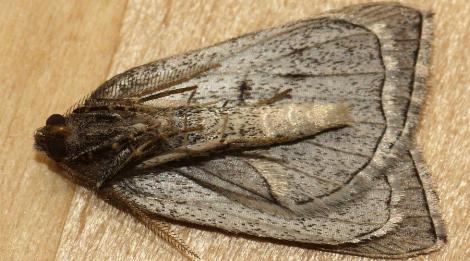 Amelora belemnophora
