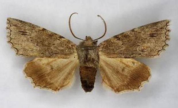 Nisista galearia
