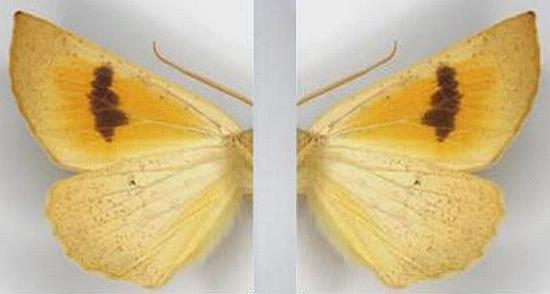 Mnesampela heliochrysa