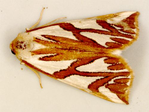 Thalaina inscripta