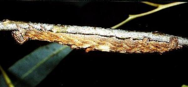 Stibaroma melanotoxa