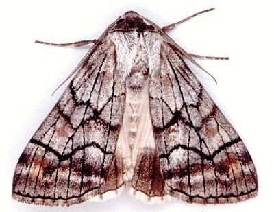 Stibaroma melanotoxa