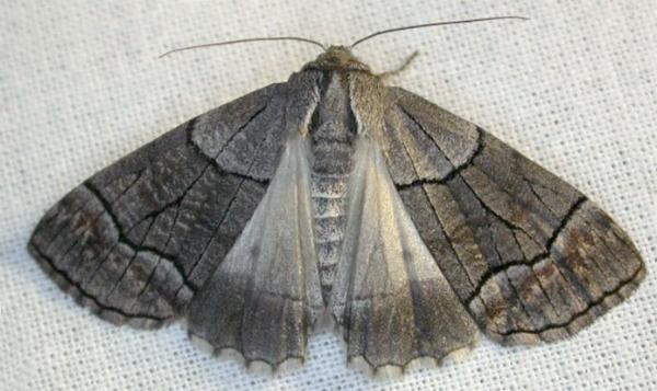 Stibaroma melanotoxa