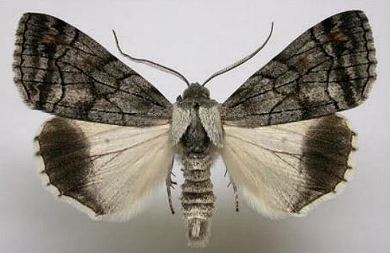 Stibaroma melanotoxa