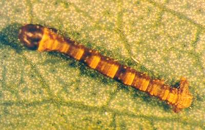 Stibaroma melanotoxa