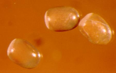 Stibaroma melanotoxa