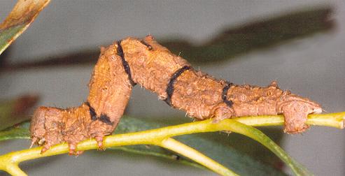 Stibaroma melanotoxa