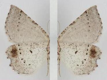 Amelora nebulosa