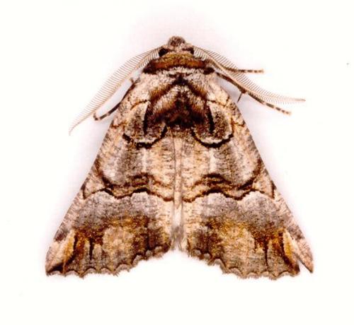 Nisista notodontaria