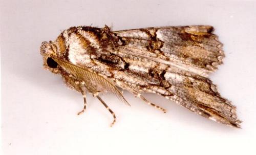 Nisista notodontaria