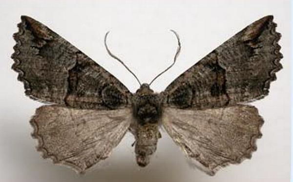 Nisista notodontaria