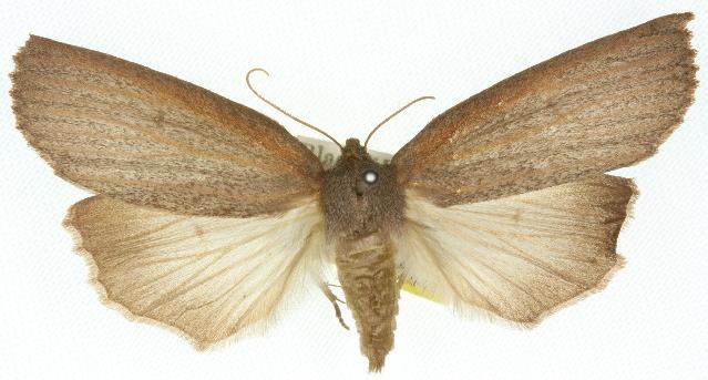 Paralaea ochrosoma