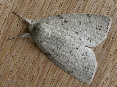 Mochlotona phasmatias