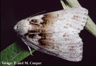 Mochlotona phasmatias