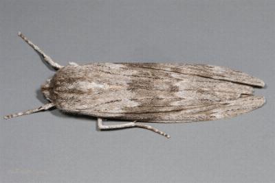 Capusa senilis