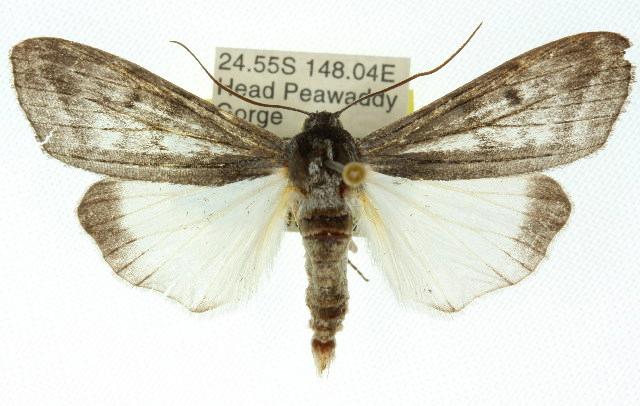 Capusa senilis