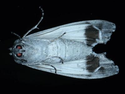 Capusa senilis