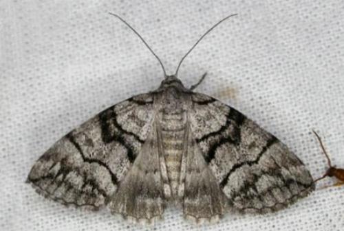 Dysbatus singularis