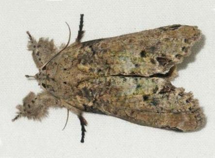 Iscadia inexacta