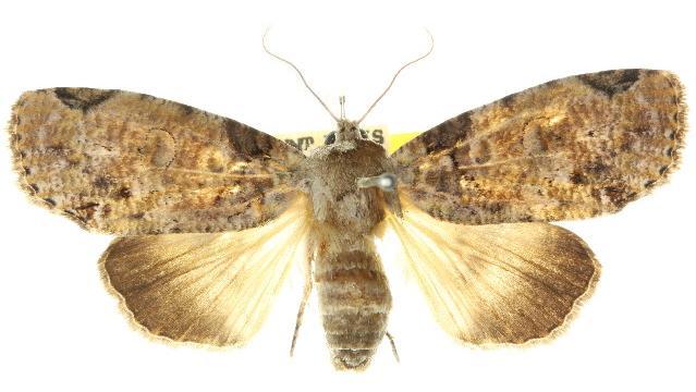 Iscadia inexacta
