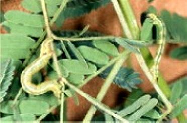 Chiasmia assimilis
