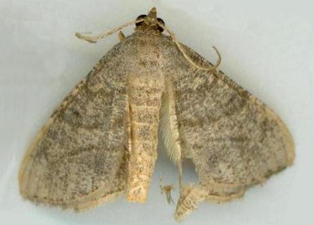 Chiasmia assimilis