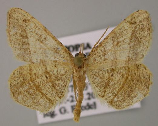 Chiasmia assimilis