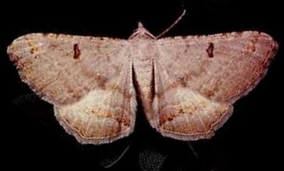 Dissomorphia australiaria