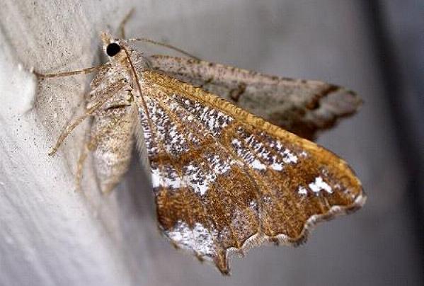 Dissomorphia australiaria