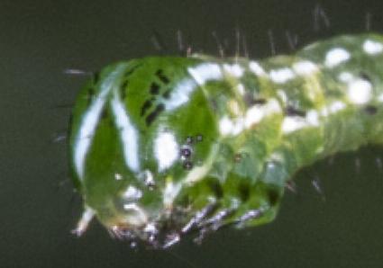 Dissomorphia australiaria