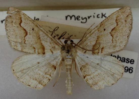 Syneora cheleuta