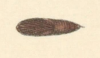 Thallogama destinataria