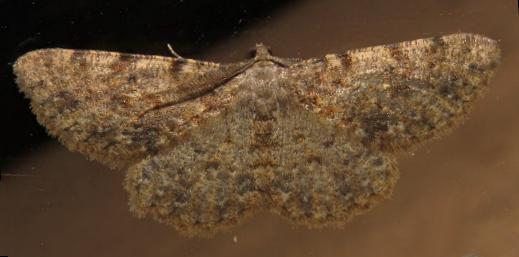 Thallogama destinataria