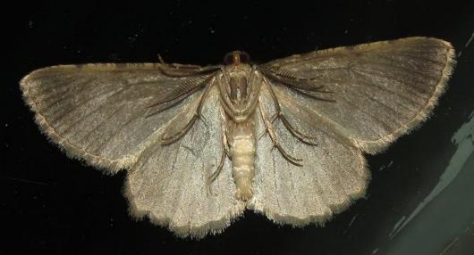 Thallogama destinataria