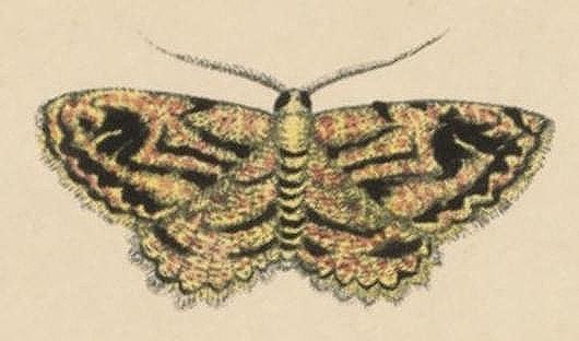 Thallogama destinataria