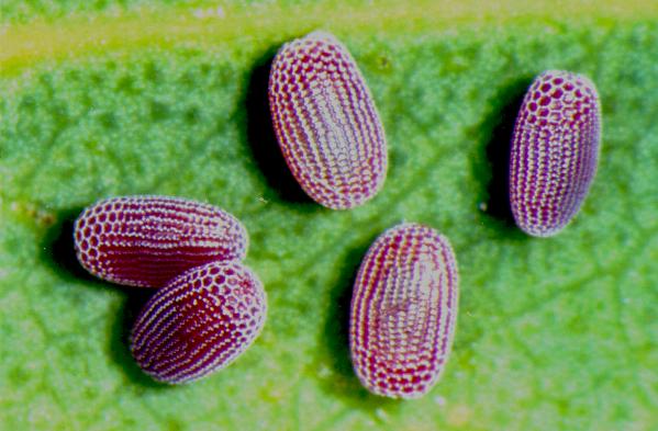 Gastrinodes species