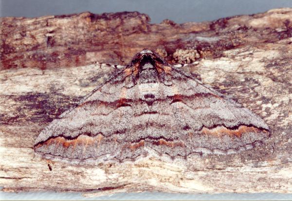 Gastrinodes species