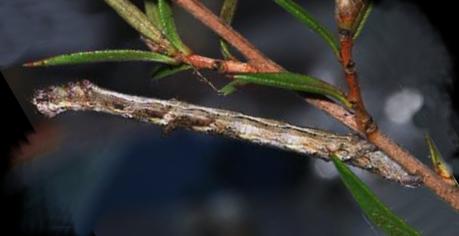 Thallogama nigraria