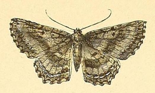 Thallogama nigraria